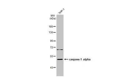 Anti-Caspase 1 antibody [N1N3] used in Western Blot (WB). GTX101322