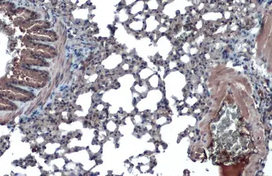 Anti-ACE2 antibody [N1N2], N-term used in IHC (Paraffin sections) (IHC-P). GTX101395