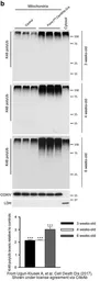 Anti-LDHA antibody used in Western Blot (WB). GTX101416