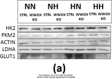 Anti-LDHA antibody used in Western Blot (WB). GTX101416