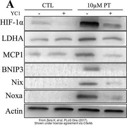 Anti-LDHA antibody used in Western Blot (WB). GTX101416