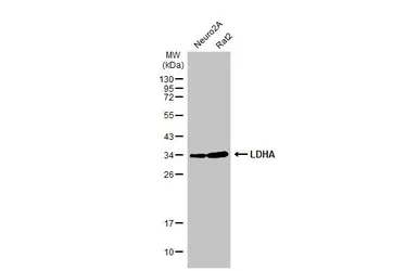 Anti-LDHA antibody used in Western Blot (WB). GTX101416