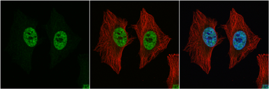 Anti-p54nrb antibody used in Immunocytochemistry/ Immunofluorescence (ICC/IF). GTX101419