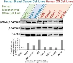 Anti-beta Catenin antibody [N1N2-2], N-term used in Western Blot (WB). GTX101435