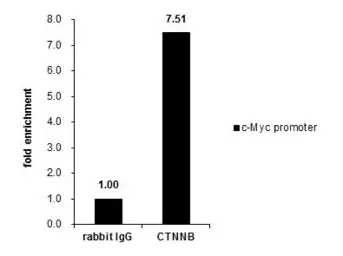 Anti-beta Catenin antibody [N1N2-2], N-term used in ChIP assay (ChIP assay). GTX101435