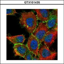 Anti-beta Catenin antibody [N1N2-2], N-term used in Immunocytochemistry/ Immunofluorescence (ICC/IF). GTX101435