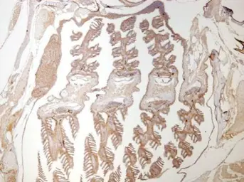 Anti-beta Catenin antibody [N1N2-2], N-term used in IHC (Paraffin sections) (IHC-P). GTX101435