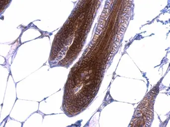 Anti-beta Catenin antibody [N1N2-2], N-term used in IHC (Paraffin sections) (IHC-P). GTX101435