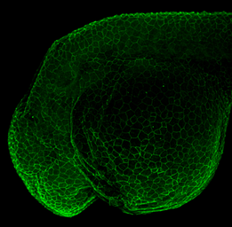 Anti-beta Catenin antibody [N1N2-2], N-term used in IHC (Whole mount) (IHC-Wm). GTX101435