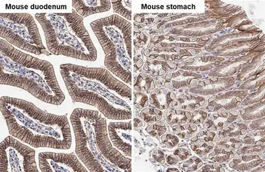 Anti-beta Catenin antibody [N1N2-2], N-term used in IHC (Paraffin sections) (IHC-P). GTX101435