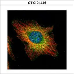 Anti-USP11 antibody [N1N2], N-term used in Immunocytochemistry/ Immunofluorescence (ICC/IF). GTX101446