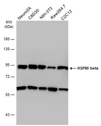 Anti-Hsp90 beta antibody used in Western Blot (WB). GTX101448