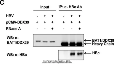 Anti-BAT1 antibody [N1C2] used in Western Blot (WB). GTX101475