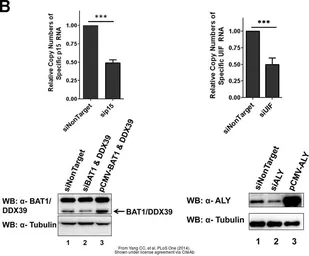 Anti-BAT1 antibody [N1C2] used in Western Blot (WB). GTX101475