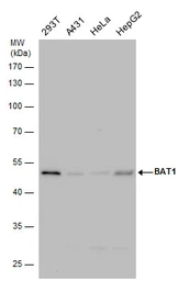 Anti-BAT1 antibody [N1C2] used in Western Blot (WB). GTX101475