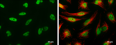 Anti-BAT1 antibody [N1C2] used in Immunocytochemistry/ Immunofluorescence (ICC/IF). GTX101475