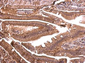 Anti-ENSA antibody used in IHC (Paraffin sections) (IHC-P). GTX101493