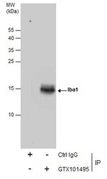 Anti-Iba1 antibody used in Immunoprecipitation (IP). GTX101495