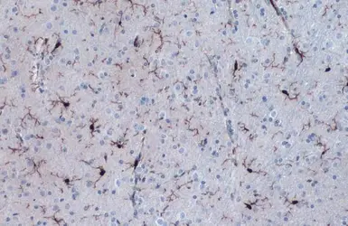 Anti-Iba1 antibody used in IHC (Paraffin sections) (IHC-P). GTX101495