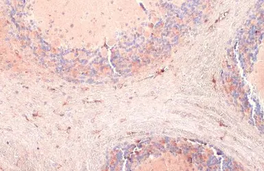 Anti-Iba1 antibody used in IHC (Paraffin sections) (IHC-P). GTX101495