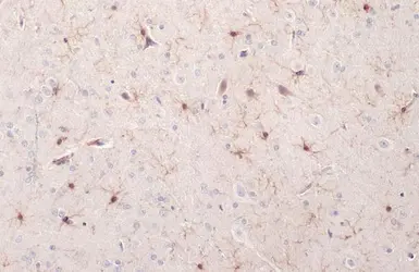 Anti-Iba1 antibody used in IHC (Paraffin sections) (IHC-P). GTX101495