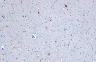 Anti-Iba1 antibody used in IHC (Paraffin sections) (IHC-P). GTX101495