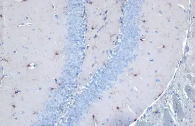 Anti-Iba1 antibody used in IHC (Paraffin sections) (IHC-P). GTX101495