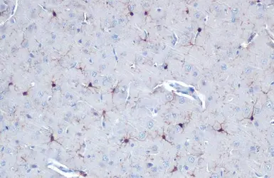 Anti-Iba1 antibody used in IHC (Paraffin sections) (IHC-P). GTX101495