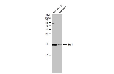 Anti-Iba1 antibody used in Western Blot (WB). GTX101495