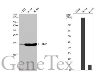 Anti-Iba1 antibody used in Western Blot (WB). GTX101495