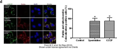 Anti-COX4 antibody used in Immunocytochemistry/ Immunofluorescence (ICC/IF). GTX101499