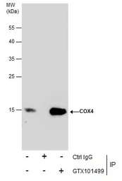 Anti-COX4 antibody used in Immunoprecipitation (IP). GTX101499