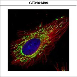 Anti-COX4 antibody used in Immunocytochemistry/ Immunofluorescence (ICC/IF). GTX101499