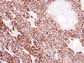 Anti-COX4 antibody used in IHC (Paraffin sections) (IHC-P). GTX101499