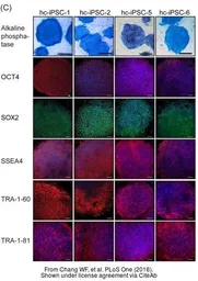 Anti-SOX2 antibody [N1C3] used in Immunocytochemistry/ Immunofluorescence (ICC/IF). GTX101507