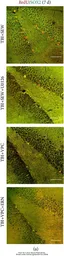 Anti-SOX2 antibody [N1C3] used in IHC (Paraffin sections) (IHC-P). GTX101507