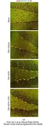 Anti-SOX2 antibody [N1C3] used in IHC (Paraffin sections) (IHC-P). GTX101507