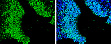 Anti-SOX2 antibody [N1C3] used in IHC (Paraffin sections) (IHC-P). GTX101507