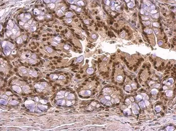 Anti-KLF4 antibody used in IHC (Paraffin sections) (IHC-P). GTX101509