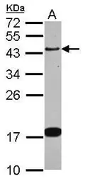 Anti-GAP43 antibody used in Western Blot (WB). GTX101535