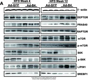 Anti-mTOR antibody [C3], C-term used in Western Blot (WB). GTX101557