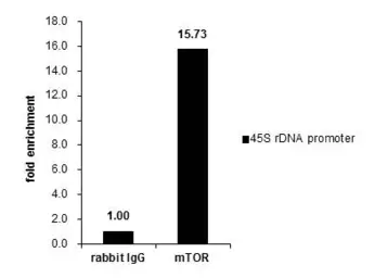 Anti-mTOR antibody [C3], C-term used in ChIP assay (ChIP assay). GTX101557