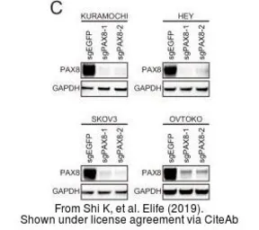 Anti-PAX8 antibody used in Western Blot (WB). GTX101583