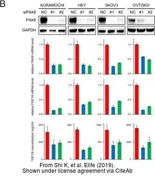 Anti-PAX8 antibody used in Western Blot (WB). GTX101583