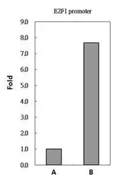 Anti-PAX8 antibody used in ChIP assay (ChIP assay). GTX101583