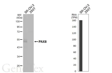 Anti-PAX8 antibody used in Western Blot (WB). GTX101583