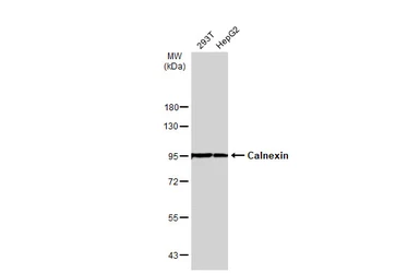 Anti-Calnexin antibody [N3C2], Internal used in Western Blot (WB). GTX101676