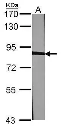 Anti-Calnexin antibody [N3C2], Internal used in Western Blot (WB). GTX101676