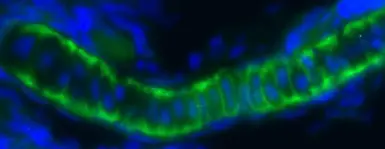 Anti-ILK antibody [N1C1] used in IHC (Whole mount) (IHC-Wm). GTX101691