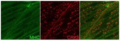 Anti-ILK antibody [N1C1] used in Immunohistochemistry (IHC). GTX101691